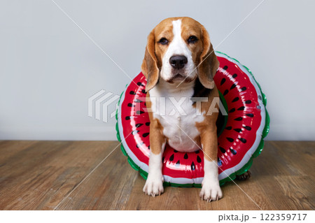 Cute beagle dog wearing sunglasses and a swimming ring Cute beagle dog wearing sunglasses and a swimming ring 122359717