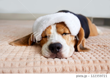 A beagle dog wearing a sleep mask sleeps on a bed 122359721