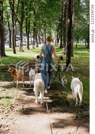 young woman Professional dog walker or pet sitter walks a pack of cute dogs of different breeds young woman Professional dog walker or pet sitter walks a pack of cute dogs of different breeds 122359726
