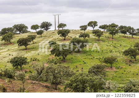Beautiful landscape with wildflower meadows in Parque Natural do Vale do Guadiana, near Mertola, Portugal, Alentejo Beautiful landscape with wildflower meadows in Parque Natural do Vale do Guadiana, near Mertola, Portugal, Alentejo 122359825