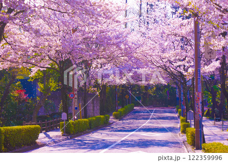 桜と街灯の道 122359996