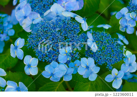 紫陽花イメージ 122360011