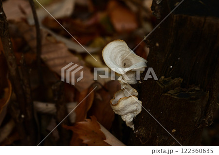森の中の白いキノコ 122360635
