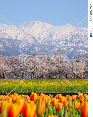 春の絶景、雪山と満開の桜と菜の花とチューリップ 122360797