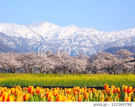 春の絶景、雪山と満開の桜と菜の花とチューリップ 122360798