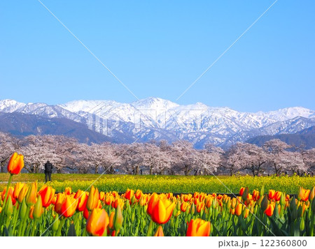 春の絶景、雪山と満開の桜と菜の花とチューリップ 122360800