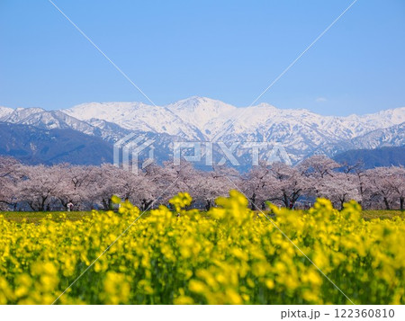 富山県の名所、あさひ舟川「春の四重奏」 122360810