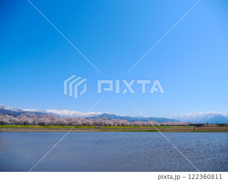 富山県の名所、あさひ舟川「春の四重奏」 富山県の名所、あさひ舟川「春の四重奏」 122360811