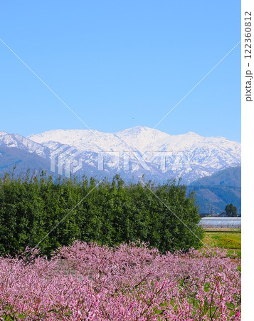 雪山と花桃 雪山と花桃 122360812