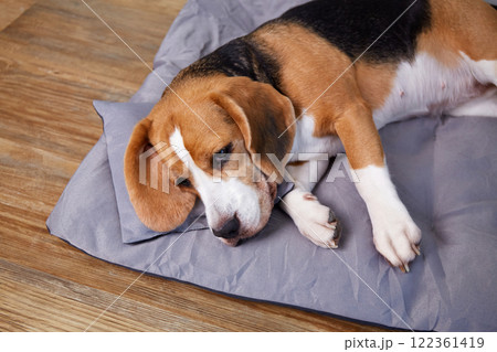 The beagle dog sleeps on a soft pillow  122361419