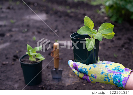 Gardening tools and young seedlings prepared for planting in rich soil during springtime Gardening tools and young seedlings prepared for planting in rich soil during springtime 122361534