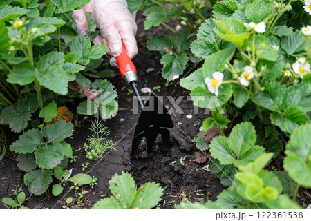 Gardener cultivating strawberry plants in a home garden during springtime with blooming flowers Gardener cultivating strawberry plants in a home garden during springtime with blooming flowers 122361538