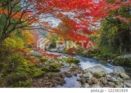 豊田市の大井平公園の紅葉した木々と名倉川の風景(愛知県) 122361929