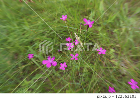 Natural background. A small grass field carnation is photographed with a zoom effect. Natural background. A small grass field carnation is photographed with a zoom effect. 122362103