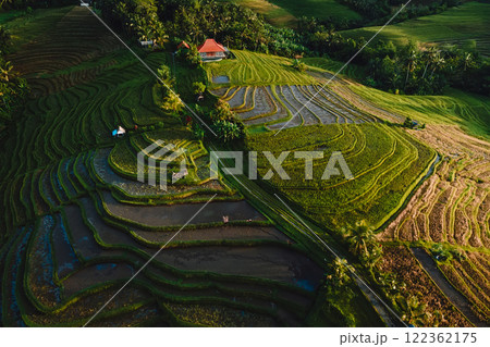 Rice field or terraces with morning sunlight. Tropical agriculture landscape in Bali Rice field or terraces with morning sunlight. Tropical agriculture landscape in Bali 122362175