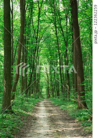 Forest trees. nature green wood sunlight backgrounds 122362259