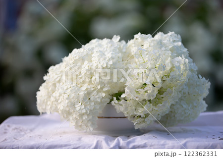 Spring background with a white branch of a blooming hydrangea on a background of greenery. Spring background with a white branch of a blooming hydrangea on a background of greenery. 122362331