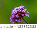 ピンクのヤナギハナガサの花 122362382