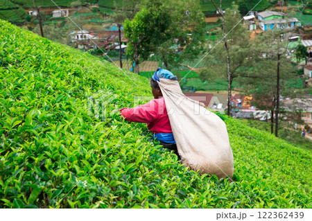 Nuwara Eliya,SRI LANKA - Mach 13 : Female tea picker in tea plantation in Mackwoods, Mach 13, 2017.tea industry. Nuwara Eliya,SRI LANKA - Mach 13 : Female tea picker in tea plantation in Mackwoods, Mach 13, 2017.tea industry. 122362439