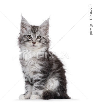 Silver white kitten on white background 122362702