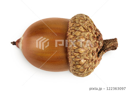 Brown acorn oak nut isolated on white background. Top view. Flat lay 122363097