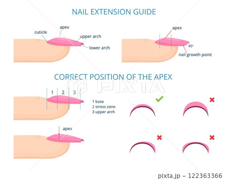 Nail extension. Professional nails maintenance manicure salon guide education diagram nail apex c-curve stress areas, aesthetic fingernails infographic tidy vector illustration 122363366
