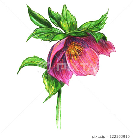 Colored pencil drawing of Christmas rose with lush green leaves 122363910