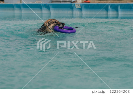 dog catch a toy and swim into a pool 122364208