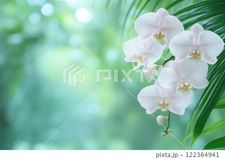 Beautiful white orchids with green leaves on bokeh background 122364941