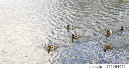 Close up shot of the ducks in the pond Close up shot of the ducks in the pond 122364951