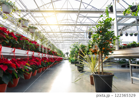 Exposition of beautiful flowers with red flowers in a row 122365329