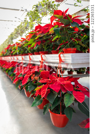 Many beautiful potted plants with red leaves in a row 122365331