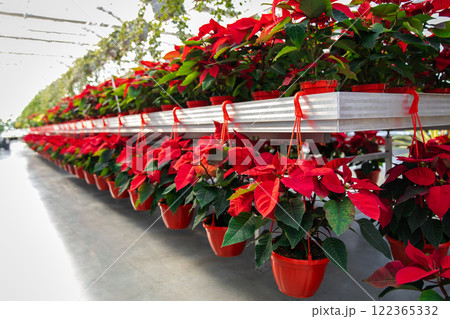 Many beautiful potted plants with red leaves in a row 122365332