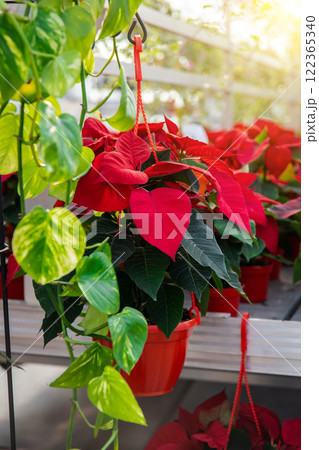 Bright potted flowers in a beautiful flower exposition 122365340