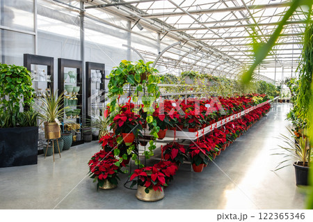 Bright potted flowers in a beautiful flower exposition 122365346
