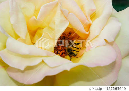 Flowering summer rose in bud 122365649