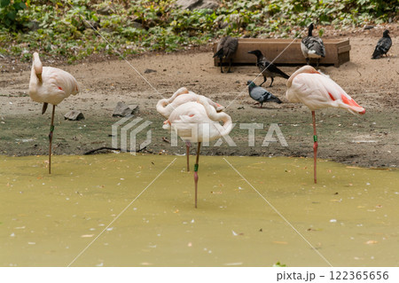 Flamingo walks on water 122365656