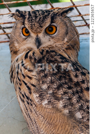 Beautiful owl 122365657