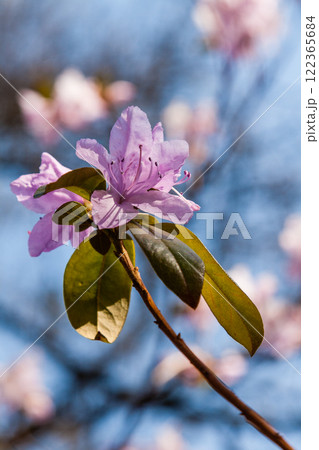 Macro of a branch of Ledum flower Macro of a branch of Ledum flower 122365684