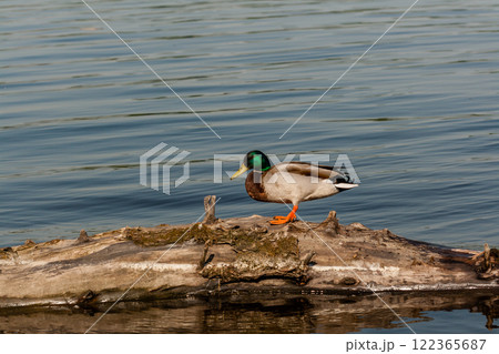 Drake sit on a log 122365687
