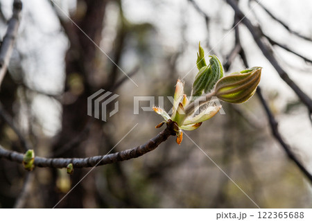 Macro of spring leaf of chestnut 122365688