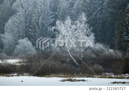 Frozen birch trees with snow on lake on foreground and forest on background, Matejovec, Czech Canada, Czech Republic, Europe Frozen birch trees with snow on lake on foreground and forest on background, Matejovec, Czech Canada, Czech Republic, Europe 122365727