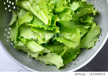 Metal colander with lush green lettuce leaves Metal colander with lush green lettuce leaves 122366922
