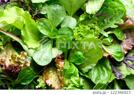 Mix of different salad greens close up Mix of different salad greens close up 122366923