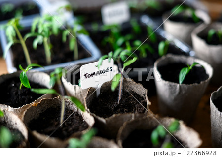 Tomato and pepper seedlings in peat cups 122366928
