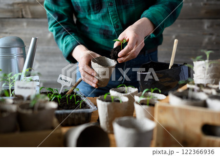 Vegetable gardener transplants tomato and pepper seedlings Vegetable gardener transplants tomato and pepper seedlings 122366936