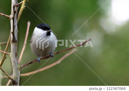 Cute bird The willow tit Cute bird The willow tit 122367060