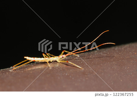 ヒゲナガサシガメの幼虫 ヒゲナガサシガメの幼虫 122367255