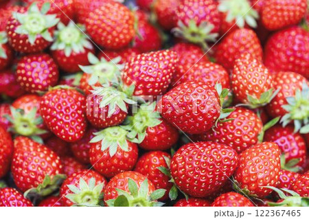 赤く実ったイチゴの果実 ハウスの苺 いちご狩り 宮城県山元町 赤く実ったイチゴの果実 ハウスの苺 いちご狩り 宮城県山元町 122367465
