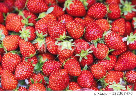 赤く実ったイチゴの果実 ハウスの苺 いちご狩り 宮城県山元町 赤く実ったイチゴの果実 ハウスの苺 いちご狩り 宮城県山元町 122367476